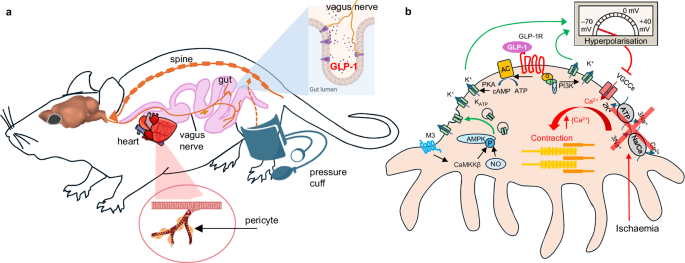 glp-1 vomiting lawsuit in michigan Repurposing glucagon-like peptide-1 receptor agonists for the treatment of  neurodegenerative disorders