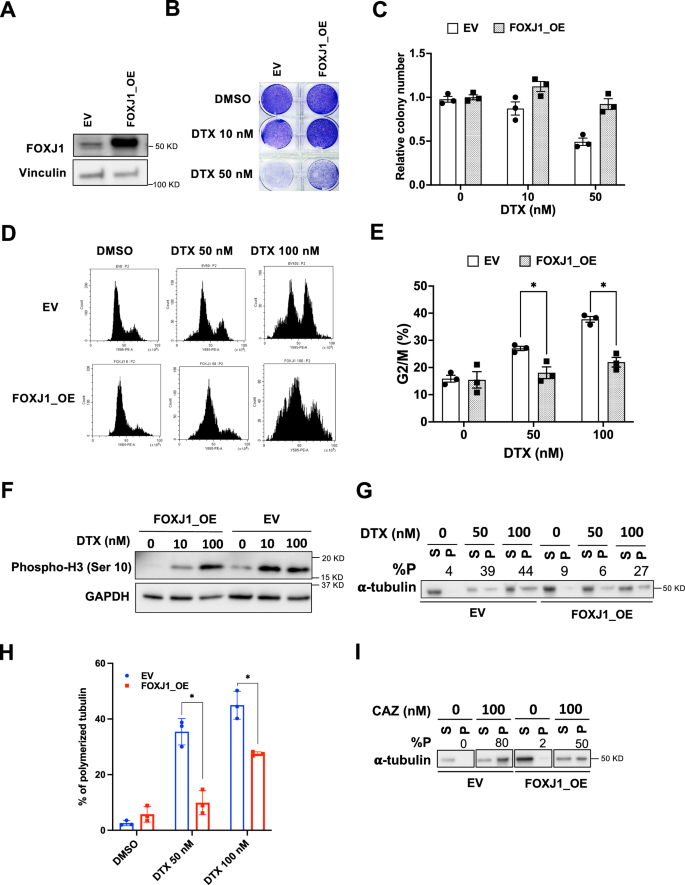 Fig. 2: FOXJ1 overexpression confers resistance to docetaxel in vitro.