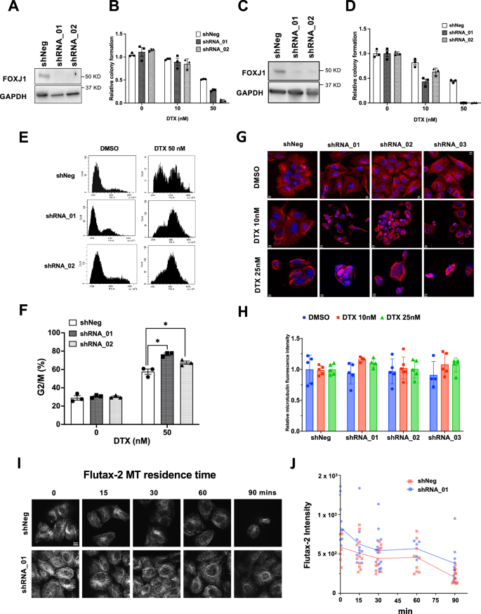 Fig. 3: FOXJ1 downregulation sensitizes to docetaxel in vitro.