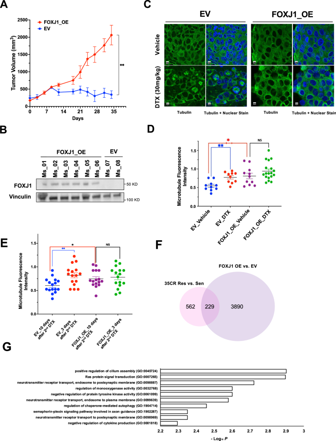 Fig. 5: FOXJ1 overexpression confers in vivo resistance to DTX.