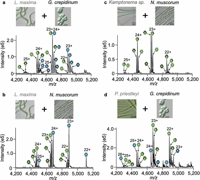 Fig. 2: Heterologous phycobiliprotein complexes form containing proteins from different cyanobacterial strains.