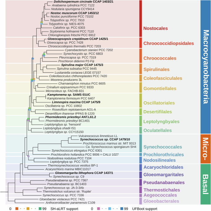 Fig. 3: Maximum-likelihood phylogenomic tree of 55 strains of Cyanobacteria.
