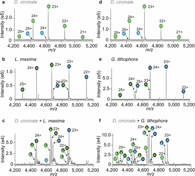 Fig. 4: Heterologous phycobiliprotein complexes form containing proteins from distantly related strains.