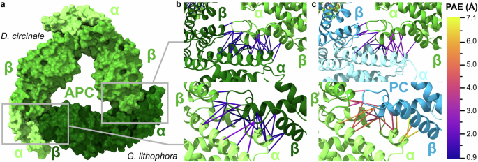Fig. 5: Alphafold models provide rationale behind heterologous complex formation.
