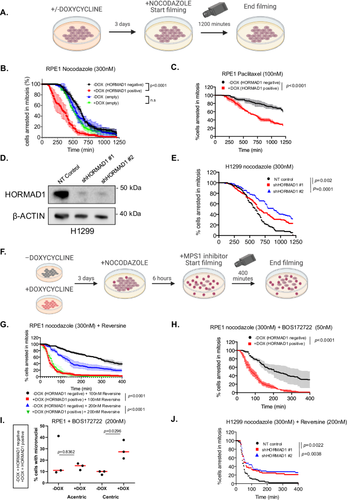 Fig. 2: HORMAD1 perturbs the spindle assembly checkpoint.