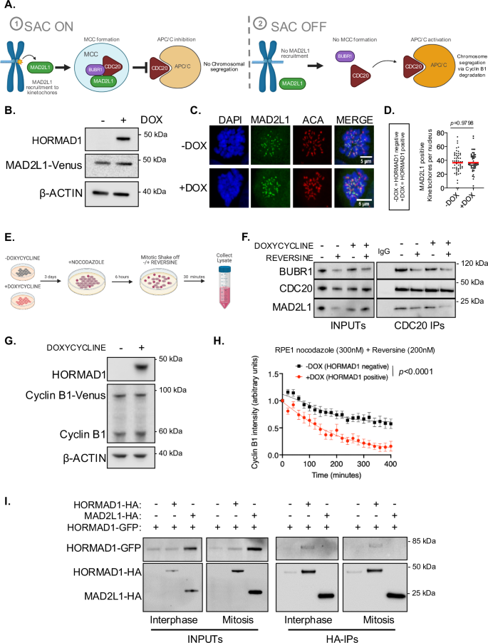 Fig. 3: HORMAD1 does not impair MAD2L1-dependent SAC activation but weakens the SAC when MPS1 is partially inhibited.