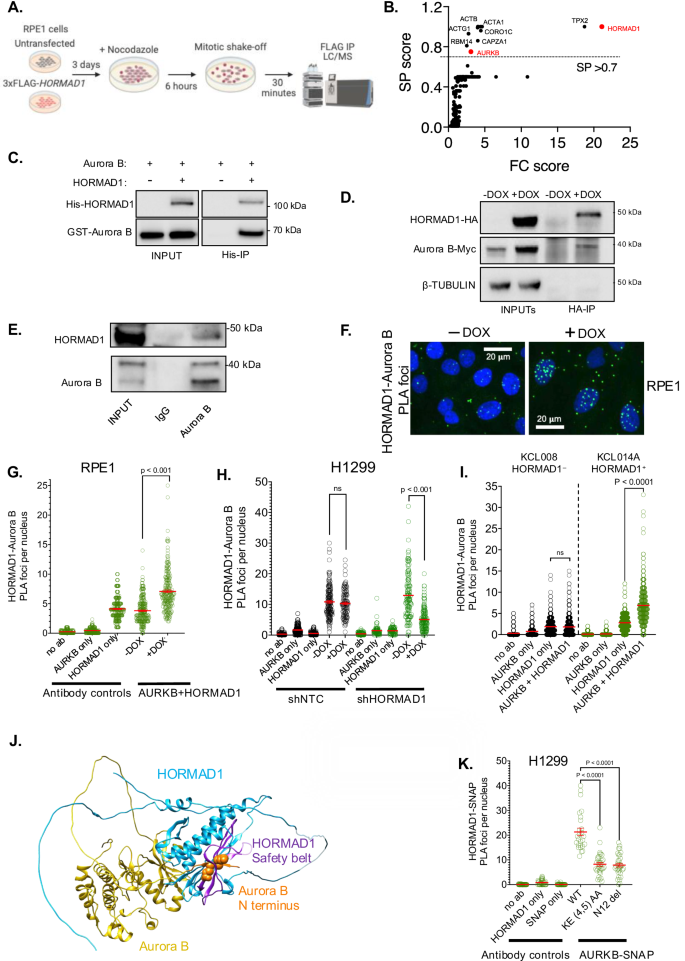 Fig. 4: HORMAD1 interacts with Aurora B in mitotic cells.