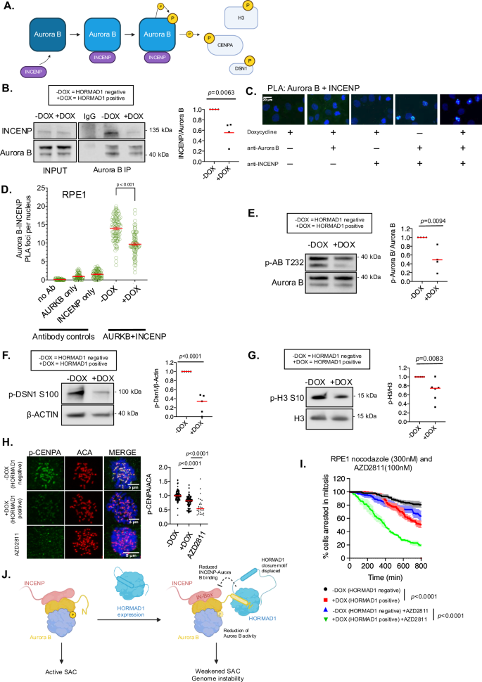 Fig. 5: HORMAD1 disrupts INCENP binding, and impairs Aurora B signalling.