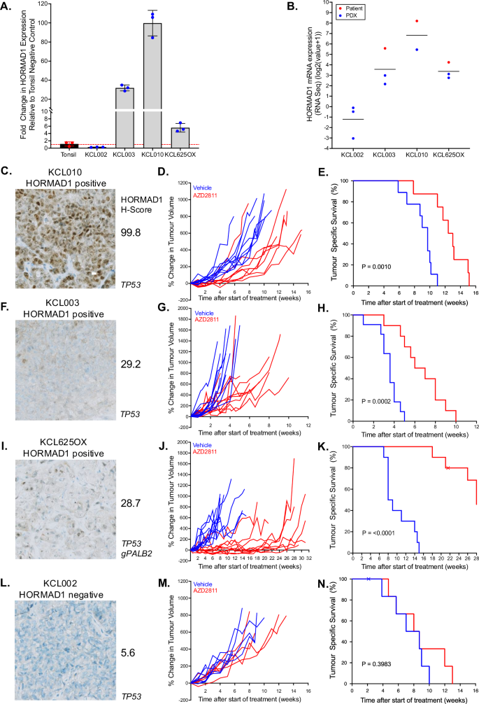 Fig. 7: HORMAD1-expressing tumours are sensitive to Aurora B inhibition in vivo.