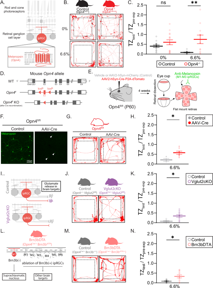 Fig. 2: ipRGCs drive LTTA.