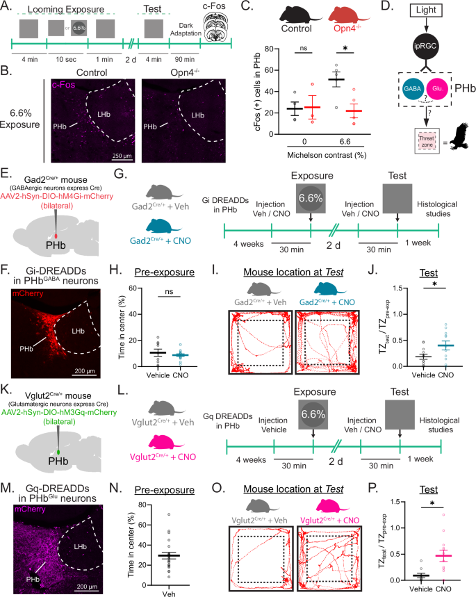 Fig. 3: PHbGABA are required for LTTA.