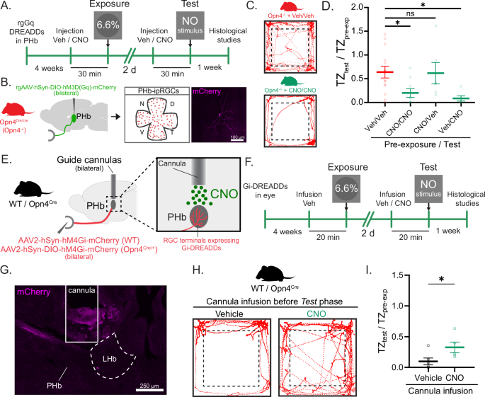 Fig. 4: ipRGCs tune PHb neuron activity during re-exposure to context following threat exposure.