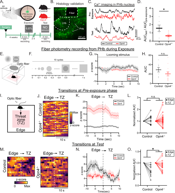 Fig. 5: Melanopsin signaling tunes PHb neuron activity during LTTA.