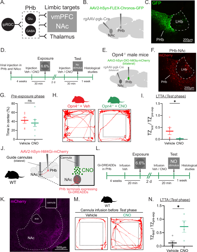 Fig. 6: PHb-NAc downstream circuit is required for LTTA.