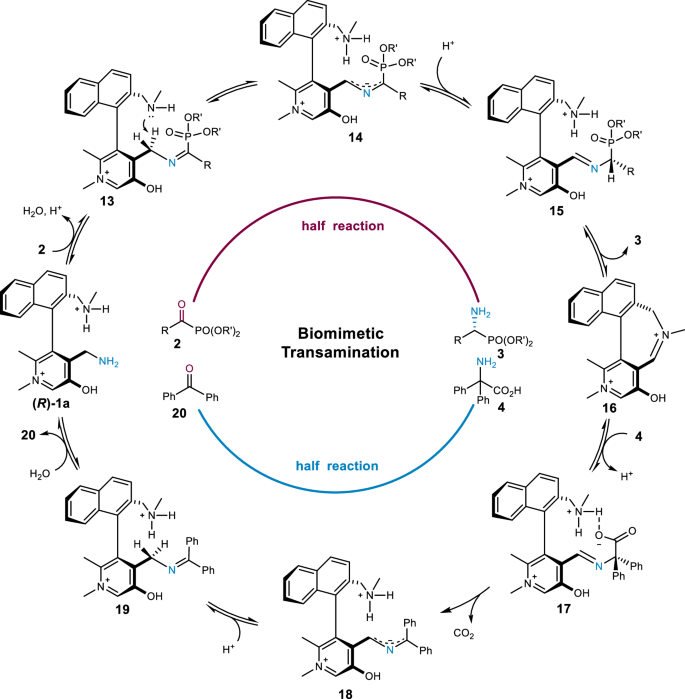 Fig. 4: Proposed mechanism for transamination of α-keto phosphonates.