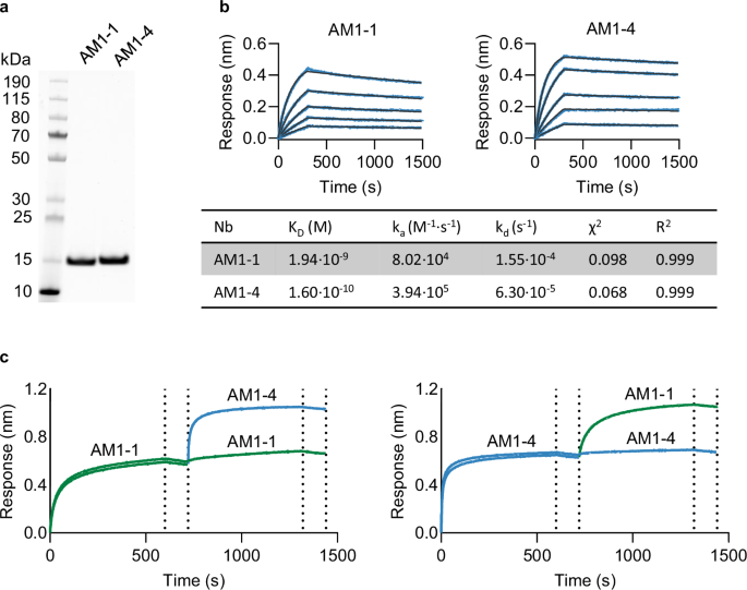 Fig. 1: Two high-affinity nanobodies bind non-overlapping epitopes.