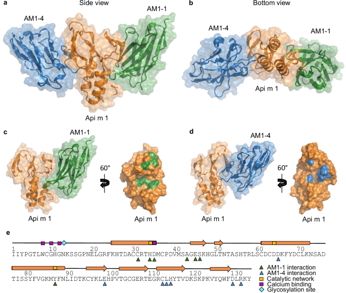 Fig. 2: Structurally assessment of Api m 1/nanobody complexes.
