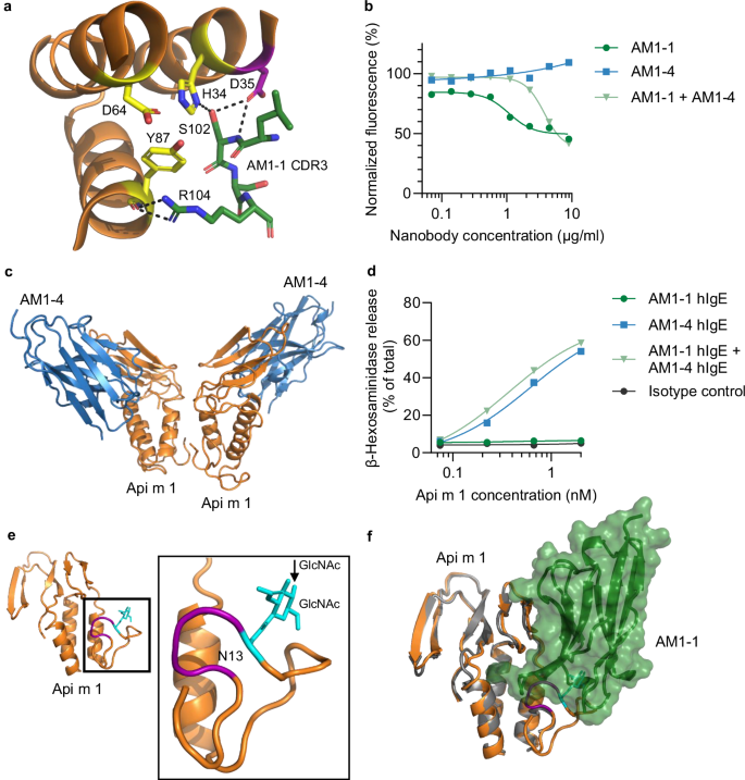 Fig. 3: Api m 1/nanobody interactions and functional impact.