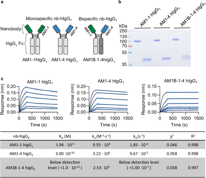 Fig. 4: Generation of high-affinity nanobody-human IgG1.