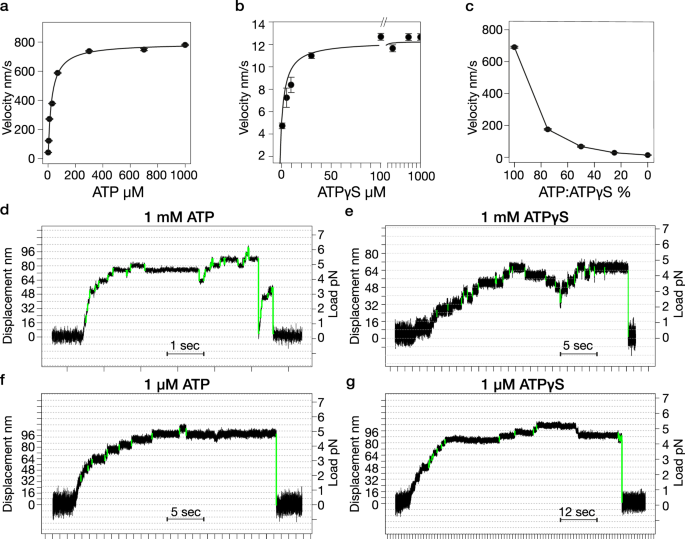 Fig. 1: Kinesin motility in ATP and ATPγS.