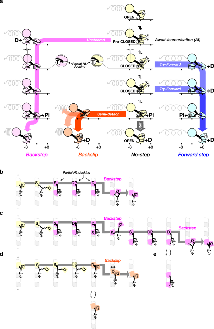 Fig. 6: Proposed scheme for kinesin stepping under load ATP binding populates the Await-Isomerisation (AI) state, by shifting the trailing, MT-attached head from an OPEN into a pre-CLOSED conformation.