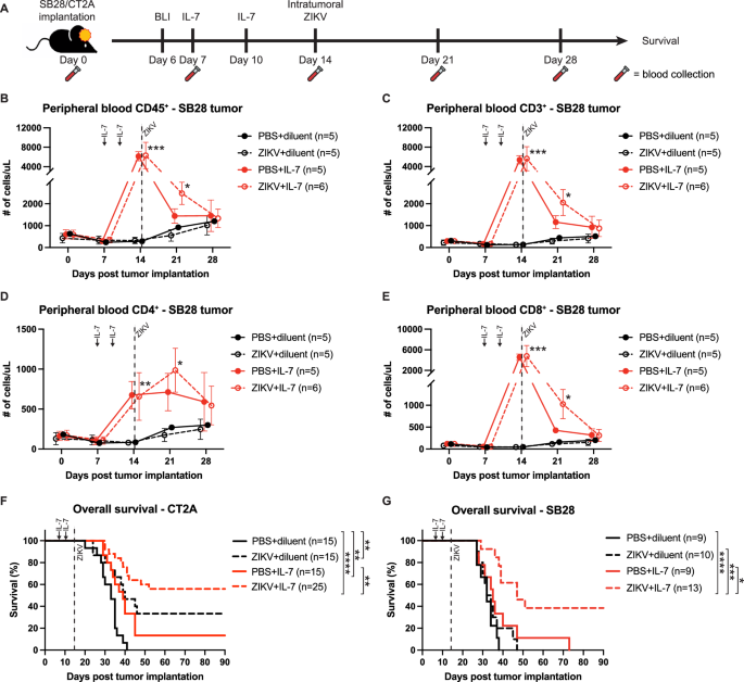 Fig. 1: Expansion of peripheral T cells with rhIL-7-hyFc prior to intratumoral oncolytic ZIKV injection significantly improves treatment efficacy.