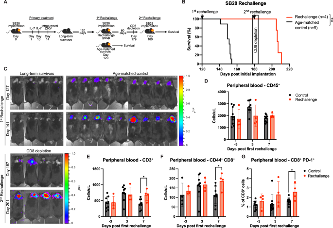 Fig. 2: Long-term survivors following ZIKV and rhIL-7-hyFc treatment are protected against tumor rechallenge through a CD8+ T cell dependent mechanism.