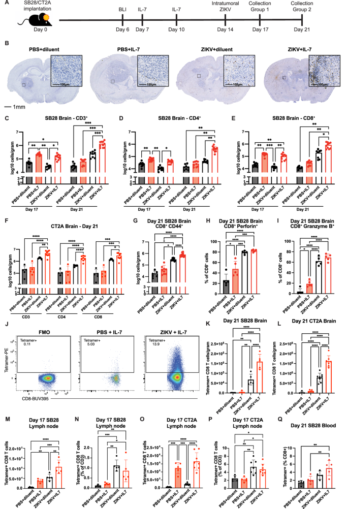 Fig. 3: Increased quantity and quality of tumor-infiltrating CD8+ T cells following ZIKV and rhIL-7-hyFc combination therapy.