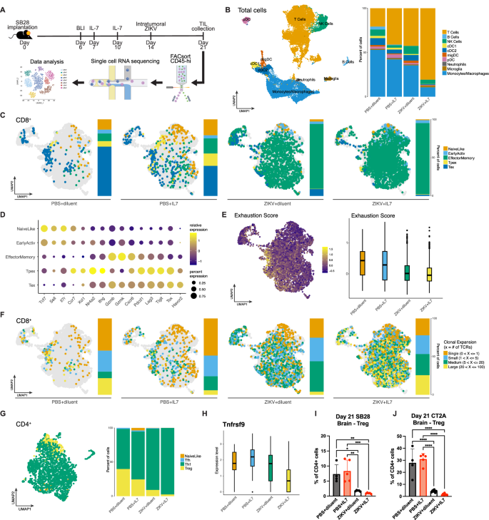 Fig. 4: Single-cell RNA sequencing demonstrates the rhIL-7-hyFc and ZIKV combination increases tumor-infiltrating effector memory CD8+ T cells and expands TCR clonal populations.