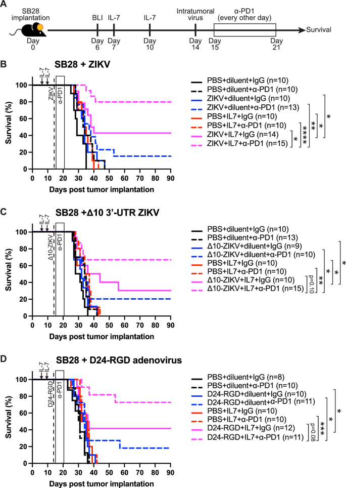 Fig. 6: Adding anti-PD-1 blockade further improves the efficacy of ZIKV and rhIL-7-hyFc combination therapy, while Δ10 3′-UTR ZIKV and D24-RGD adenovirus were also effective using the “expand and pull” treatment approach.