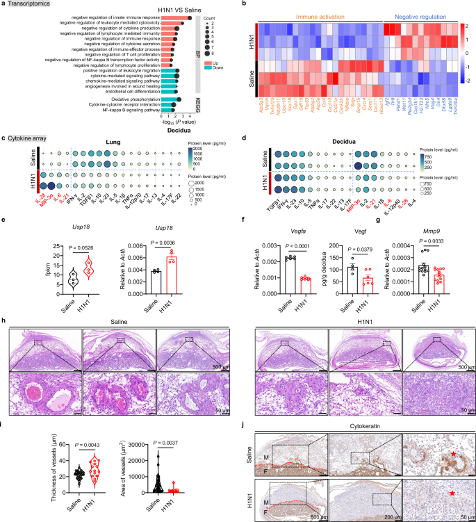 Fig. 1: Respiratory influenza virus infection results in attenuated immune activation in the decidua.