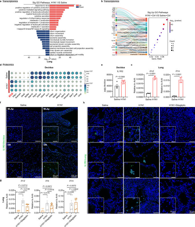 Fig. 3: Inhibition of DPP4 reduces the increase of IL1R2 caused by respiratory influenza virus infection.