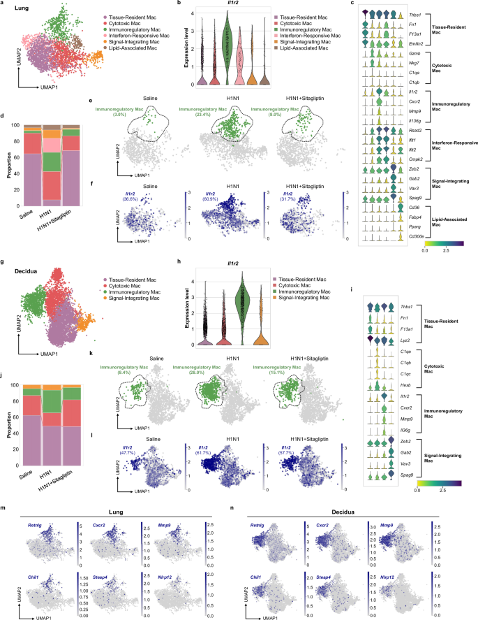 Fig. 5: Inhibition of DPP4 reduces migratory and Il1r2-high macrophages following influenza virus infection.