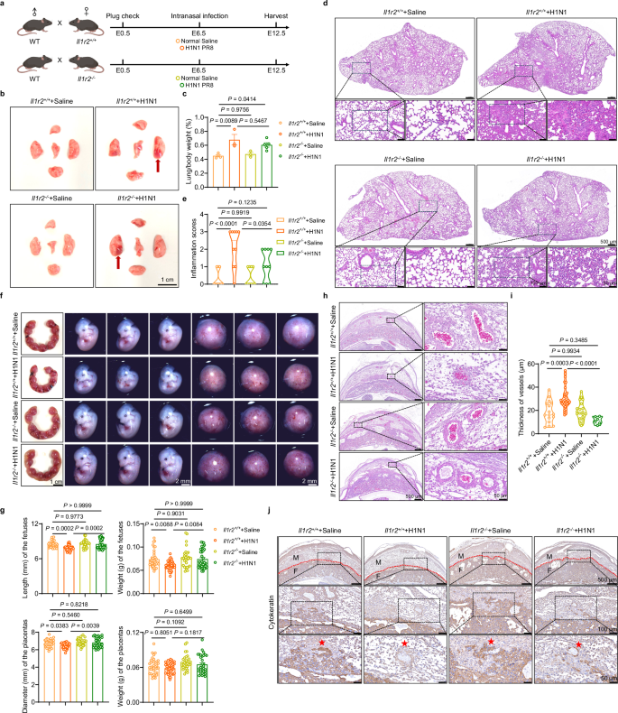 Fig. 6: Knock out Il1r2 alleviates intrauterine growth restriction caused by respiratory influenza virus infection.