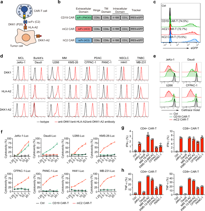 Fig. 2: In vitro cytolytic activity of DKK1-A2 CAR-T cells against human tumor cells.