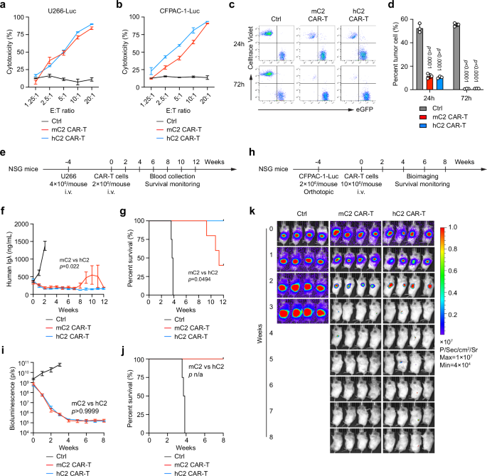 Fig. 5: Anti-tumor effects of DKK1-A2 CAR-T cells generated from a humanized C2 antibody.