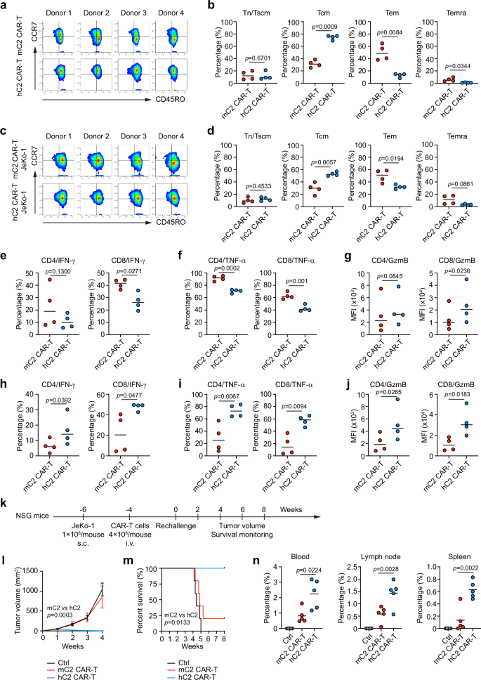 Fig. 6: hC2 CAR-T cells display central memory phenotype and exert better anti-tumor effects in vivo.