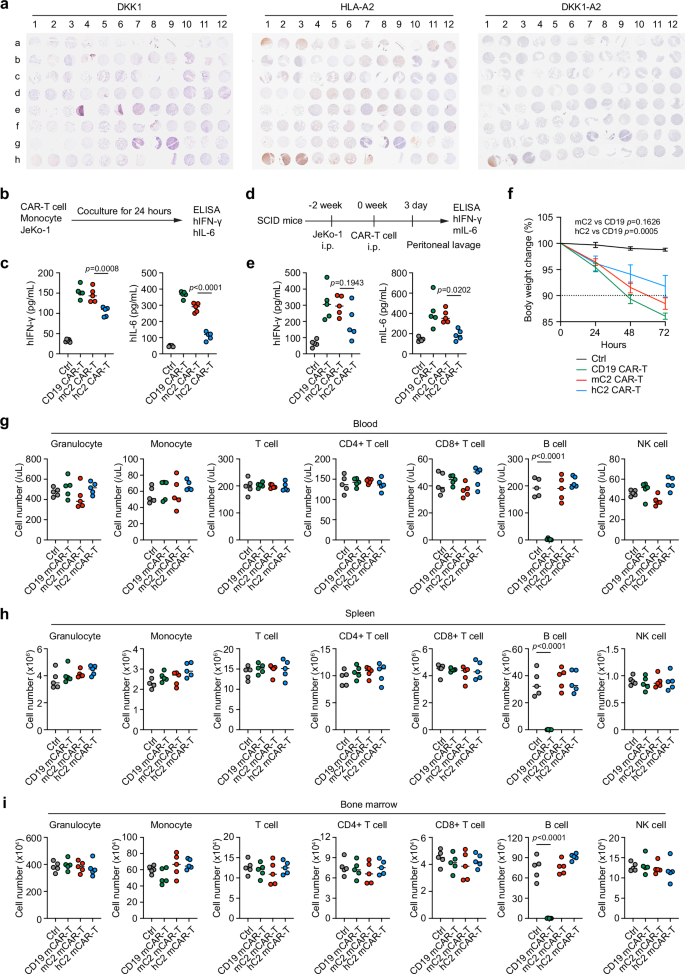 Fig. 7: Tissue toxicity studies of DKK1-A2 CAR-T cells.