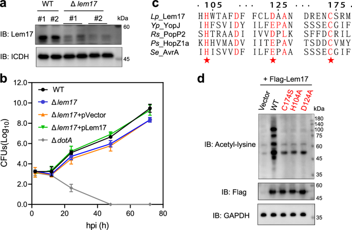 Fig. 1: Effector Lem17 is a bona fide acetyltransferase containing a conserved C-H-D motif.