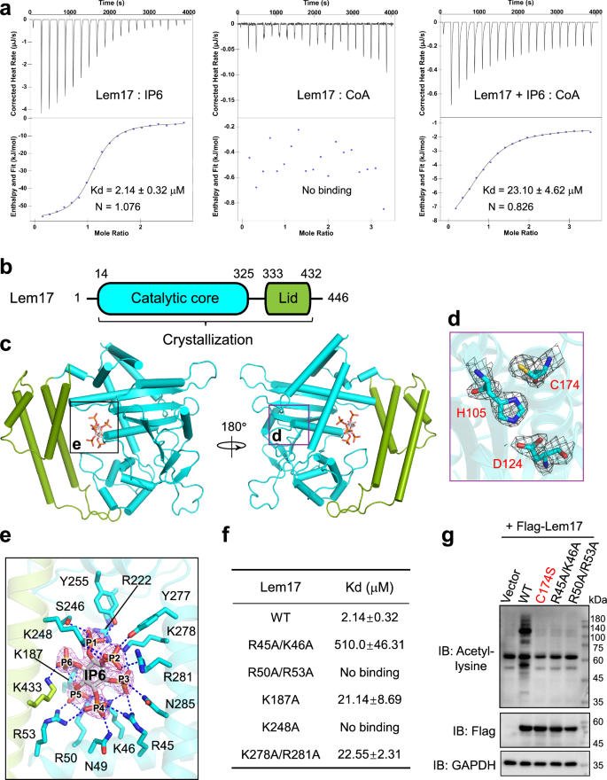 Fig. 2: Activation of Lem17 requires host IP6.