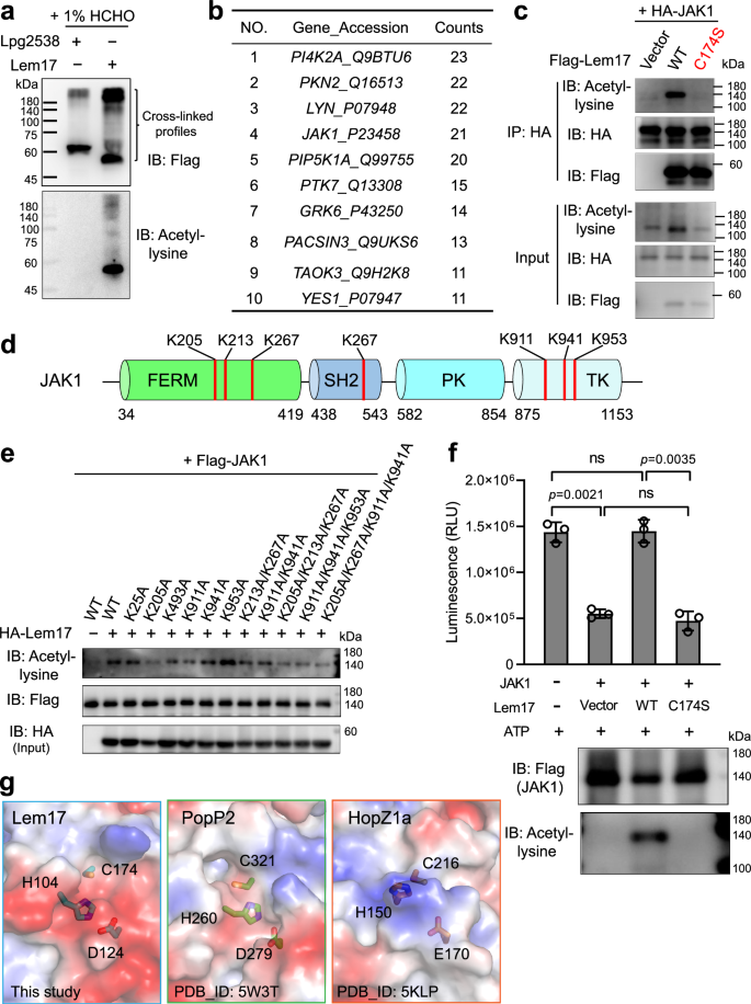 Fig. 3: Lem17 targets the host Janus kinase JAK1.