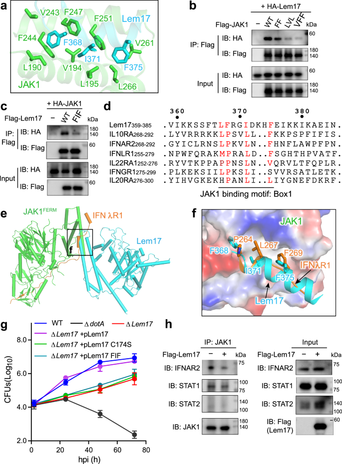 Fig. 4: Effector Lem17 directly interacts with JAK1.