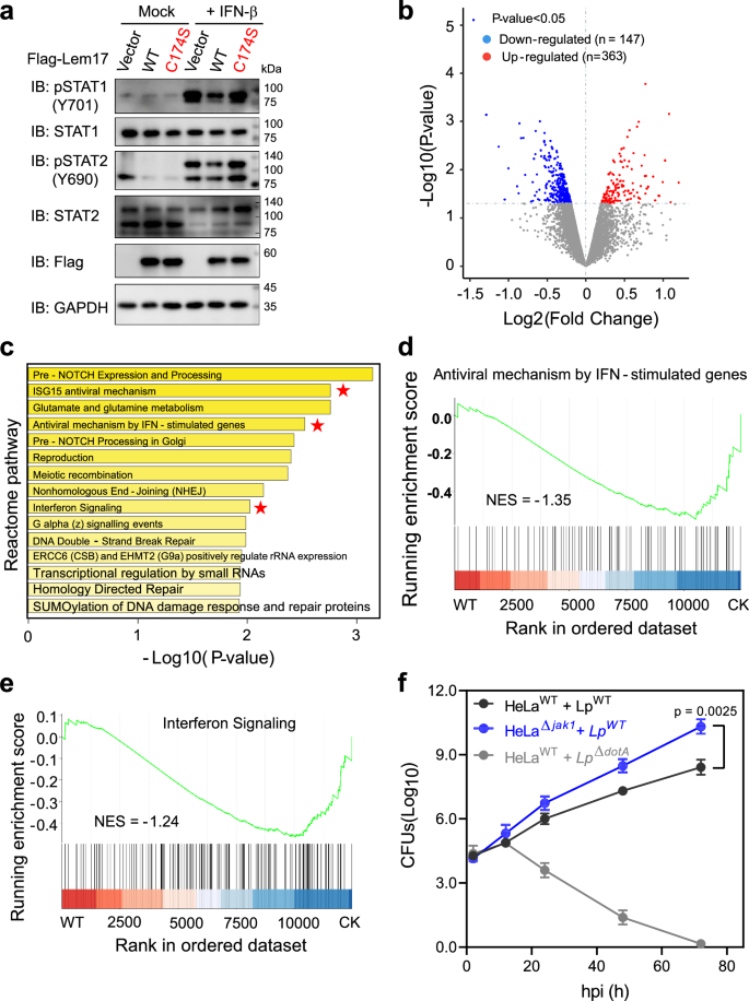 Fig. 5: Lem17 dampens JAK1 signaling to facilitate bacterial intracellular growth.