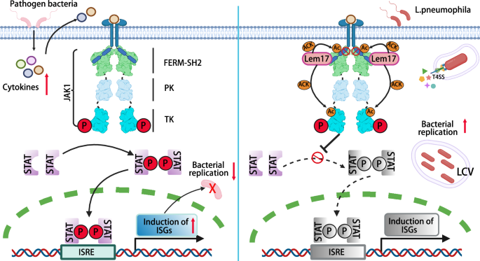 Fig. 6: A model of Lem17-mediated facilitation of L. pneumophila intracellular growth.