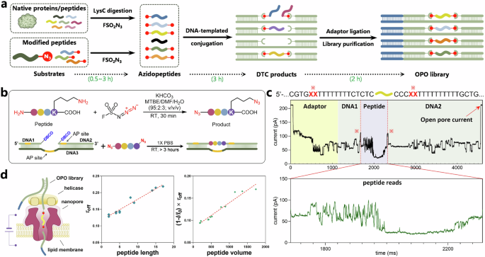 Fig. 1: OPO library preparation and peptide sensing.
