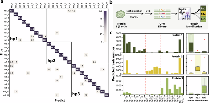Fig. 5: Protein identification.