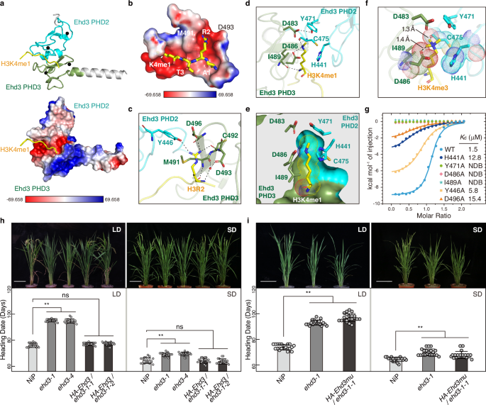 Fig. 3: Crystal structure of Ehd3 in complex with H3K4me1 peptide and function of Ehd3 in plant development.