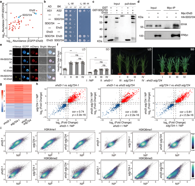 Fig. 4: Ehd3 cooperates with SDG724 to regulate gene transcription and H3K36 methylation.