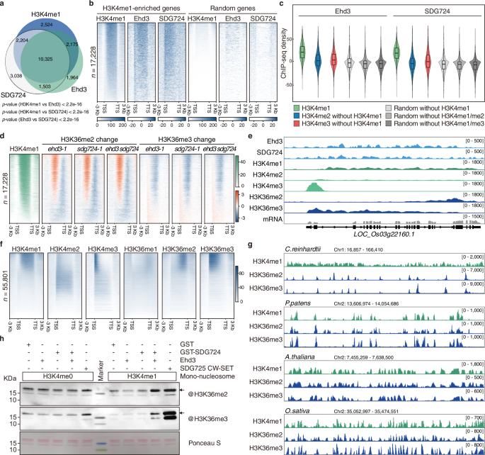 Fig. 6: H3K4me1 is specifically colocalized with H3K36me2/me3 in land plants.