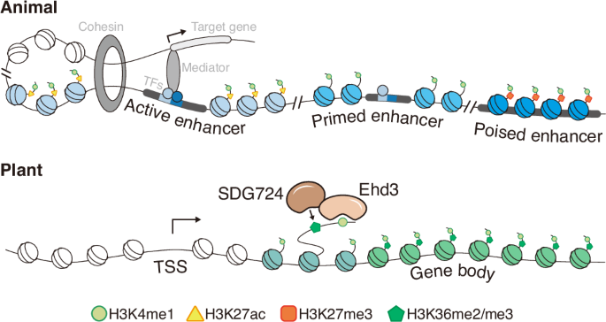 Fig. 7: Role of H3K4me1 in animals and plants.